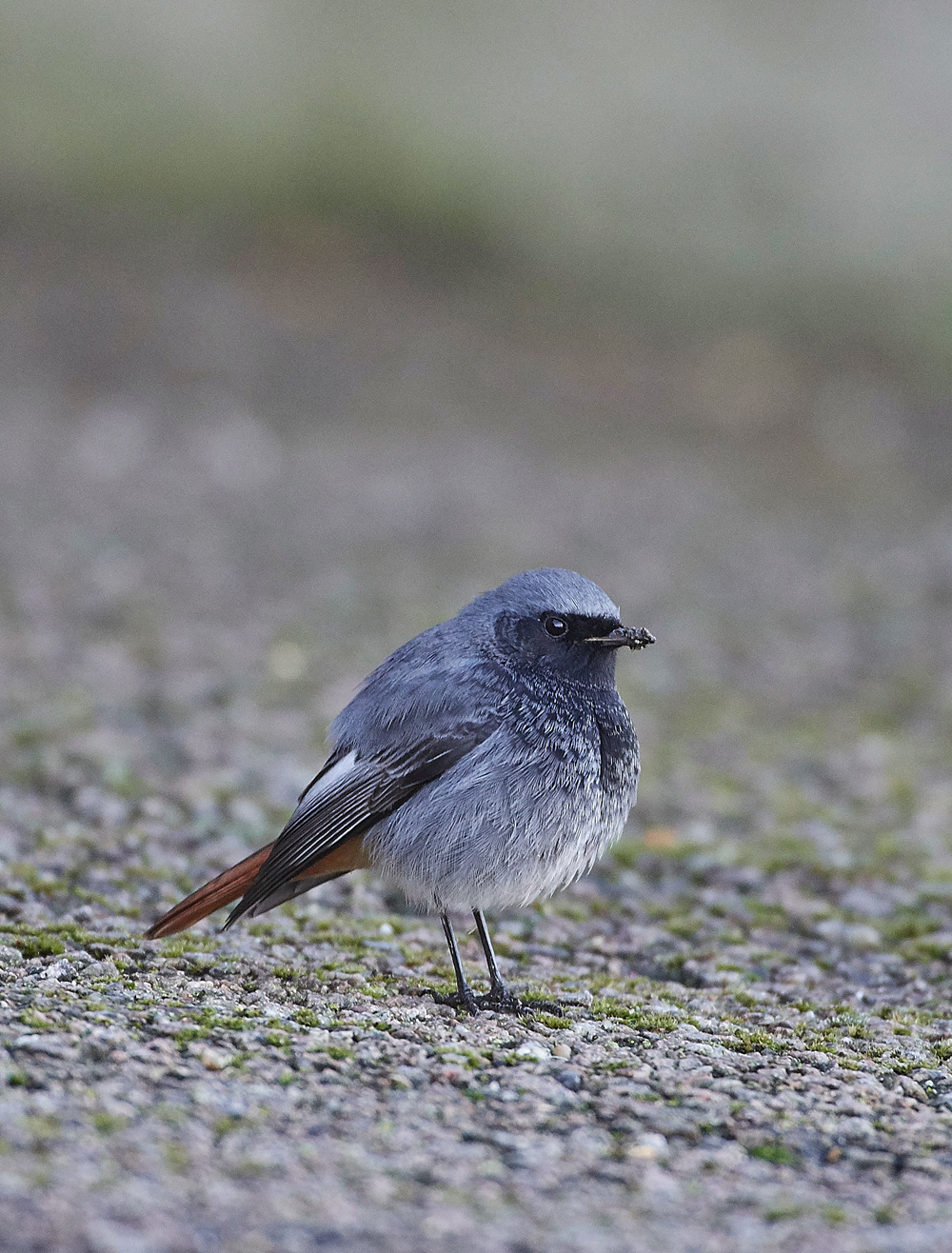 BlackRedstart160118-17