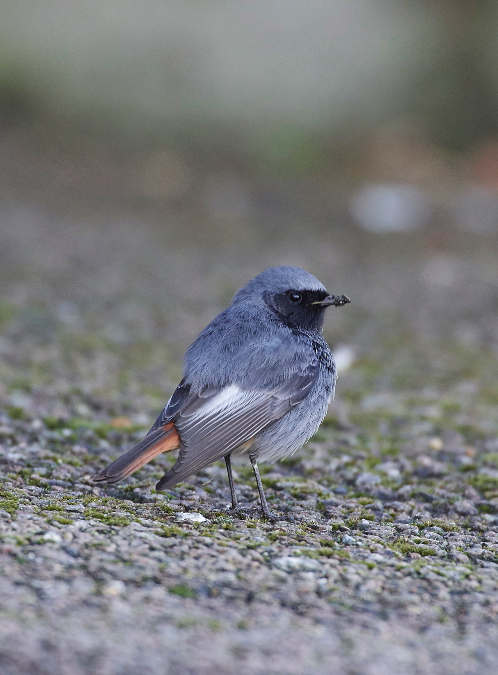 BlackRedstart160118-18