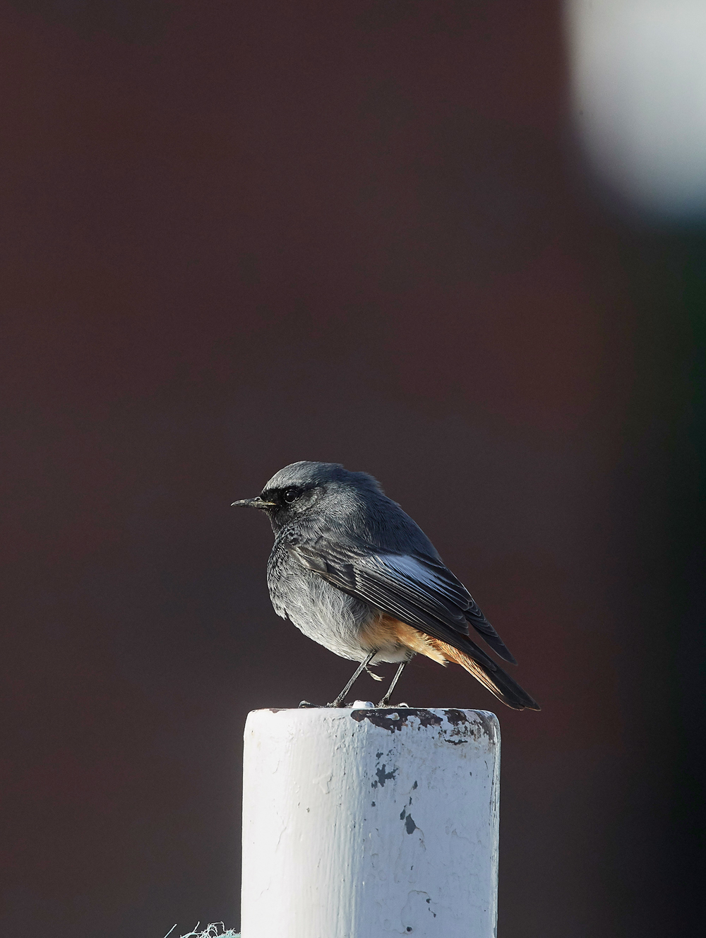 BlackRedstart160118-2