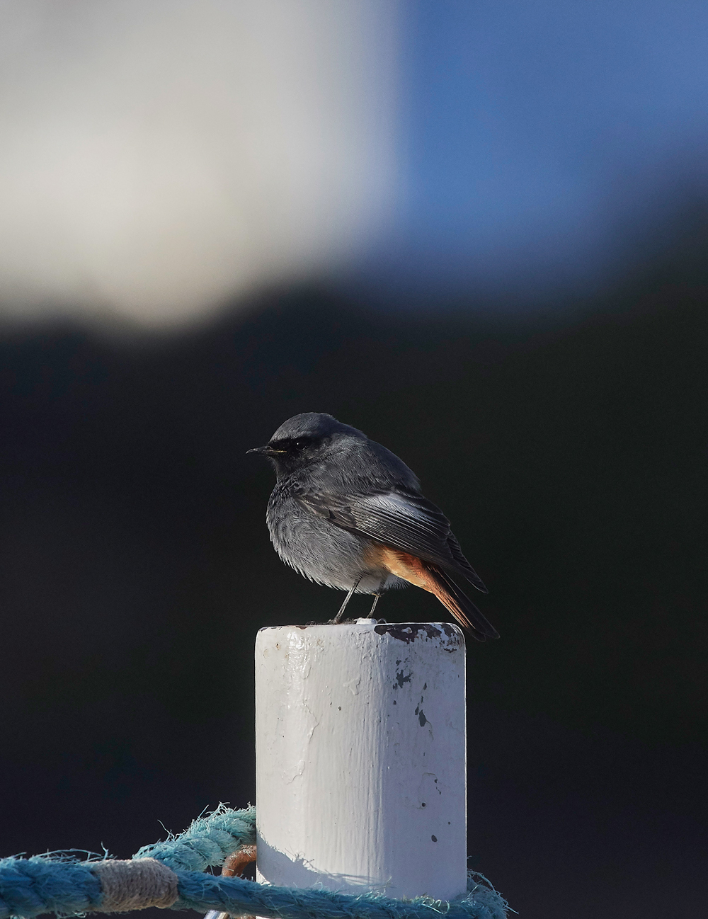 BlackRedstart160118-4