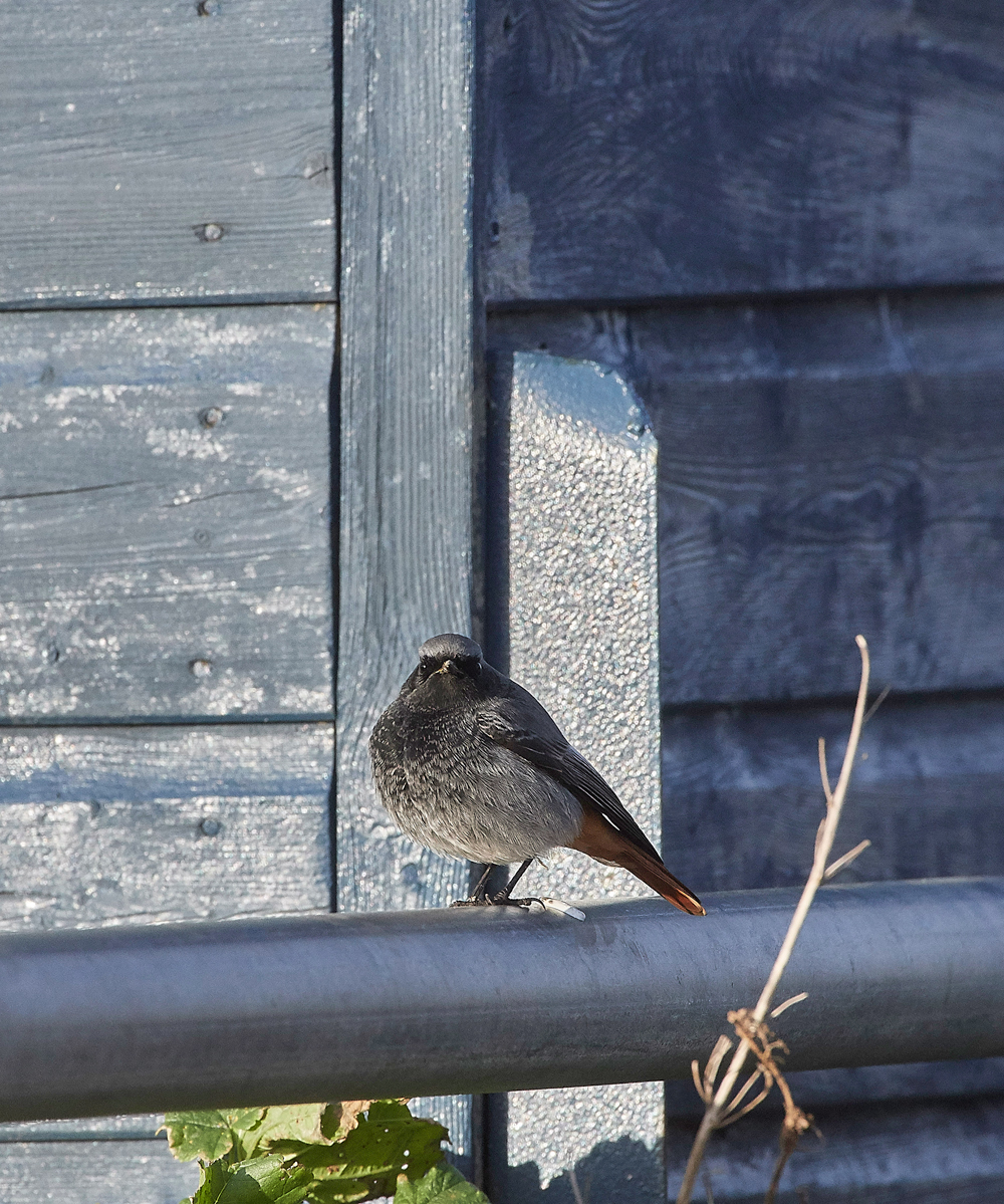 BlackRedstart160118-5