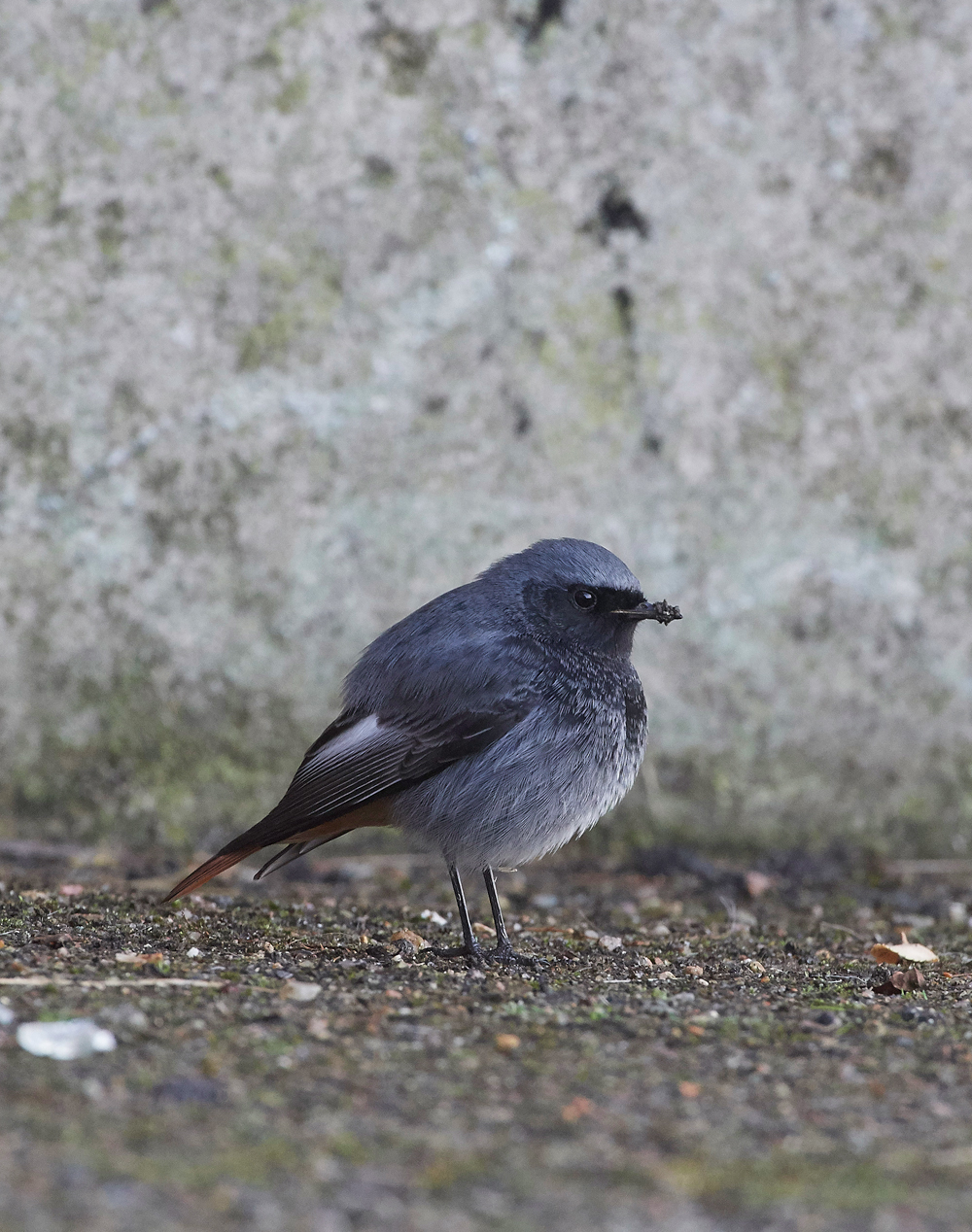 BlackRedstart160118-8