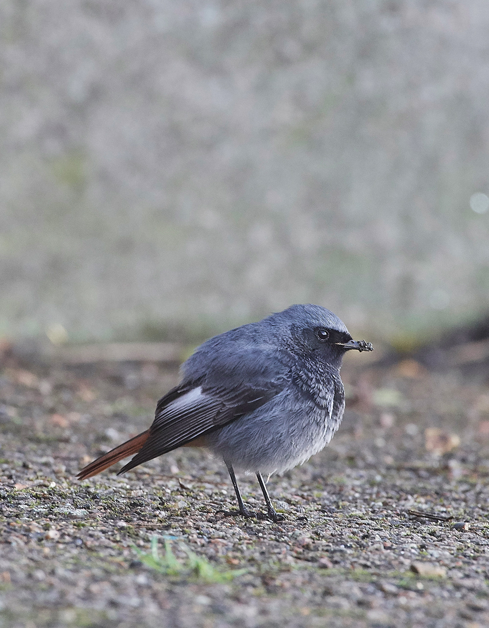 BlackRedstart160118-9