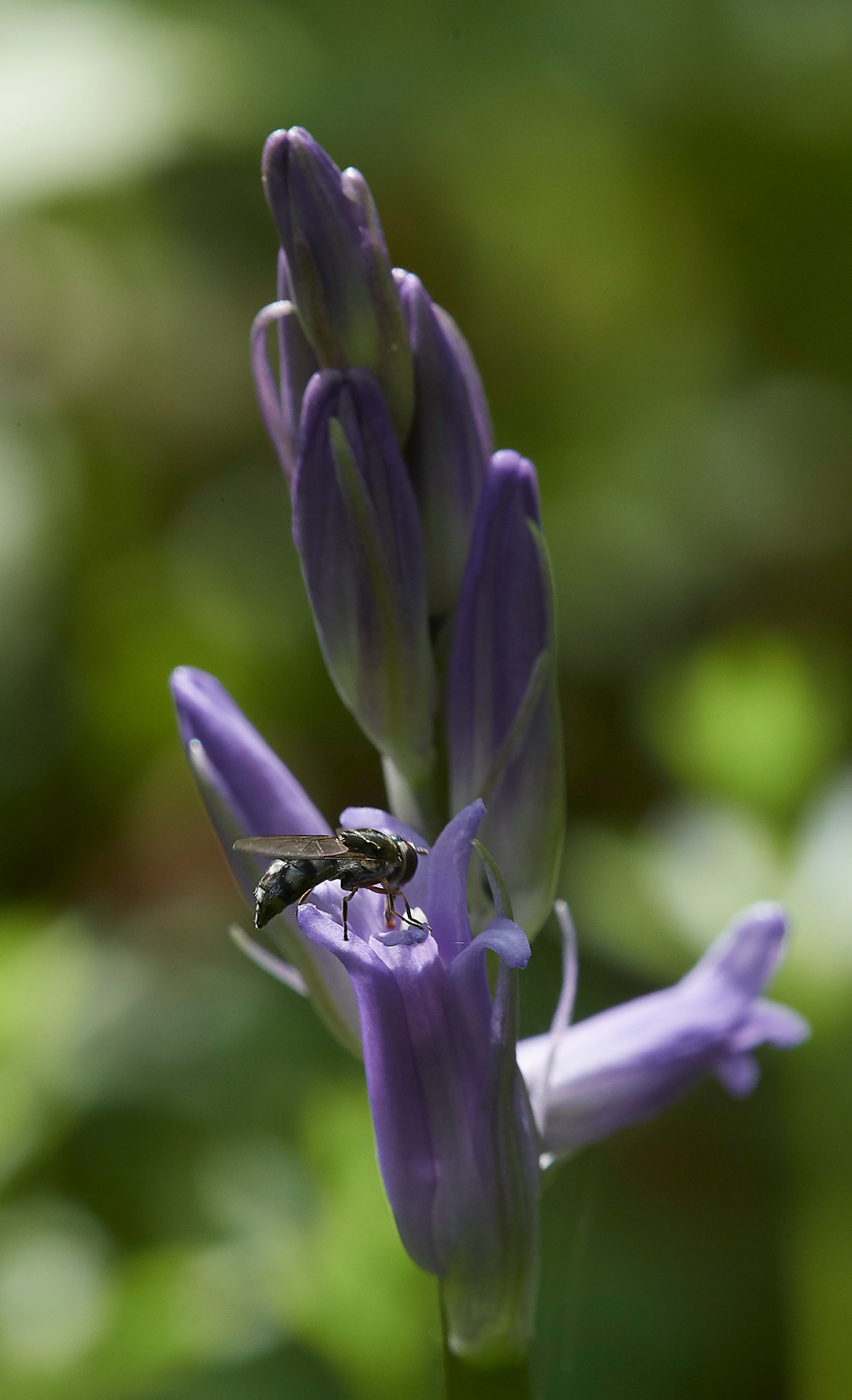 Bluebell260418-1