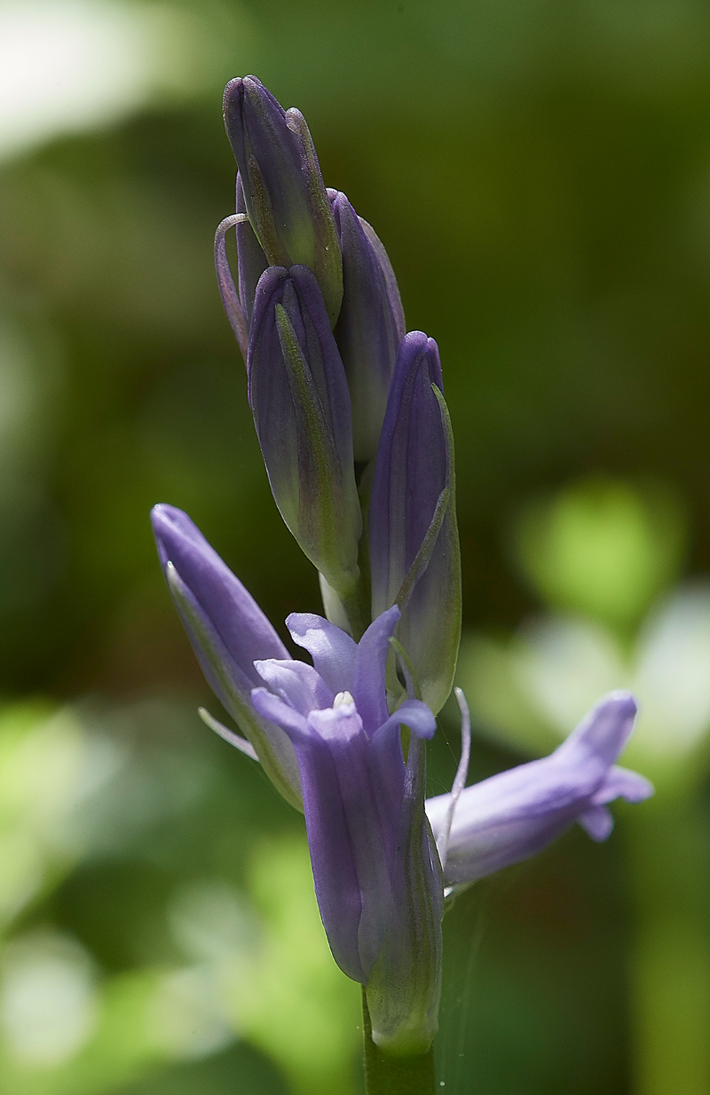 Bluebell260418-2