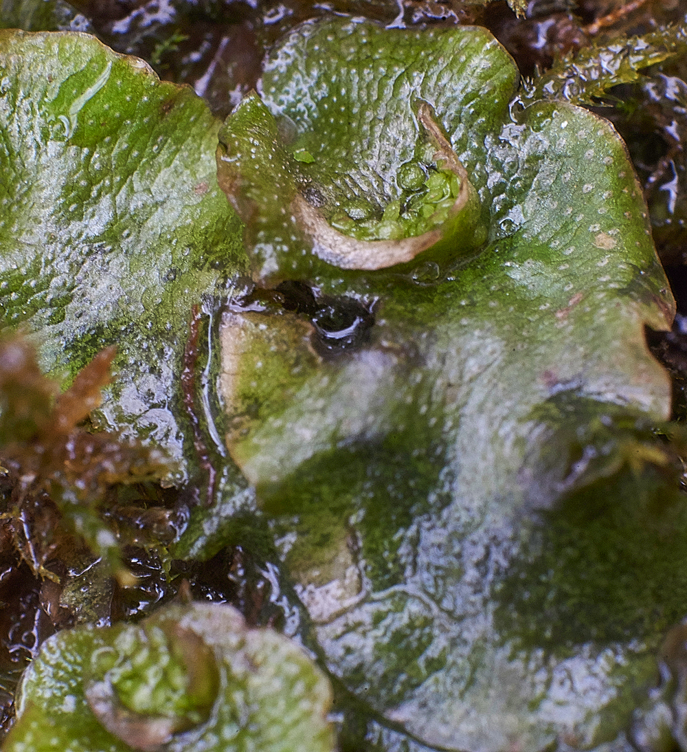 Crescent-cupLiverwort120118-1