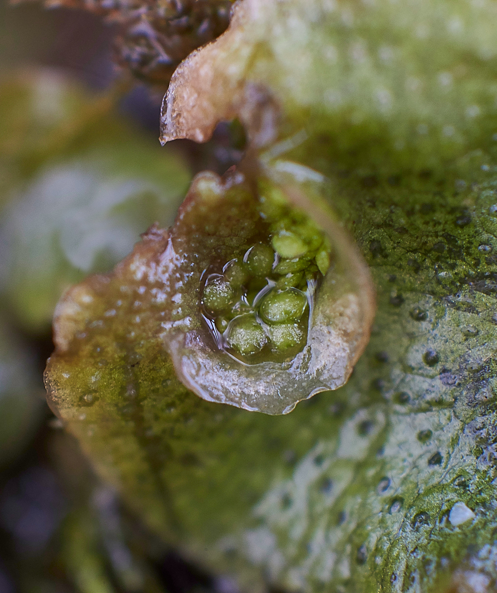 Crescent-cupLiverwort120118-2