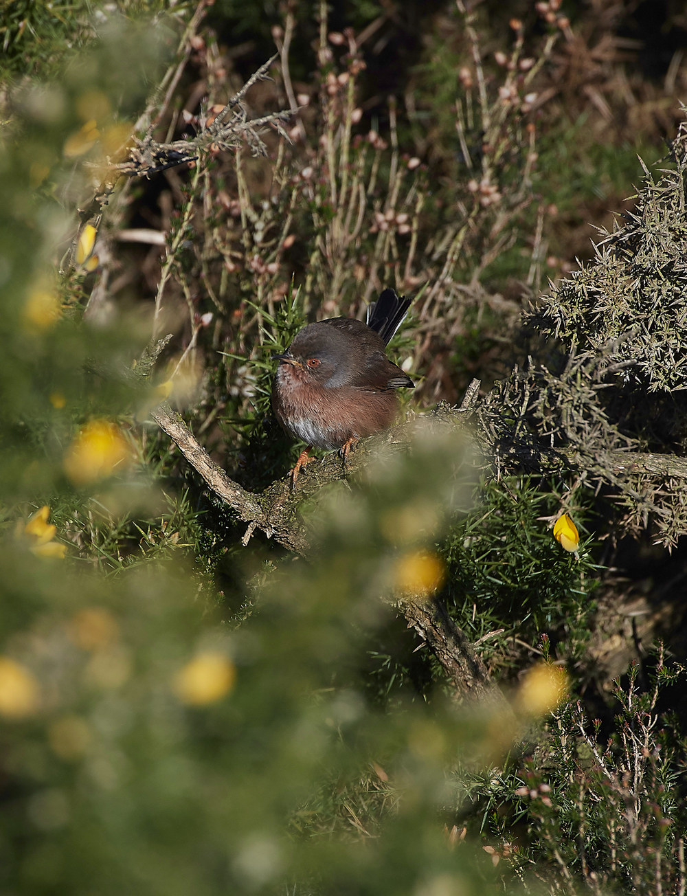 DartfordWarbler180218-1