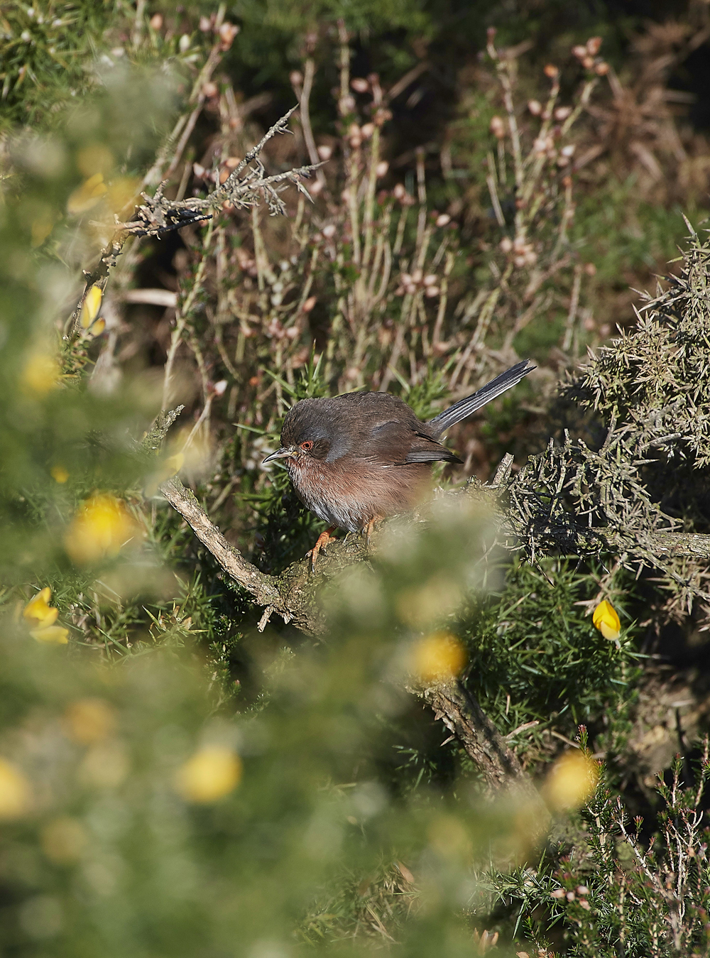 DartfordWarbler180218-2