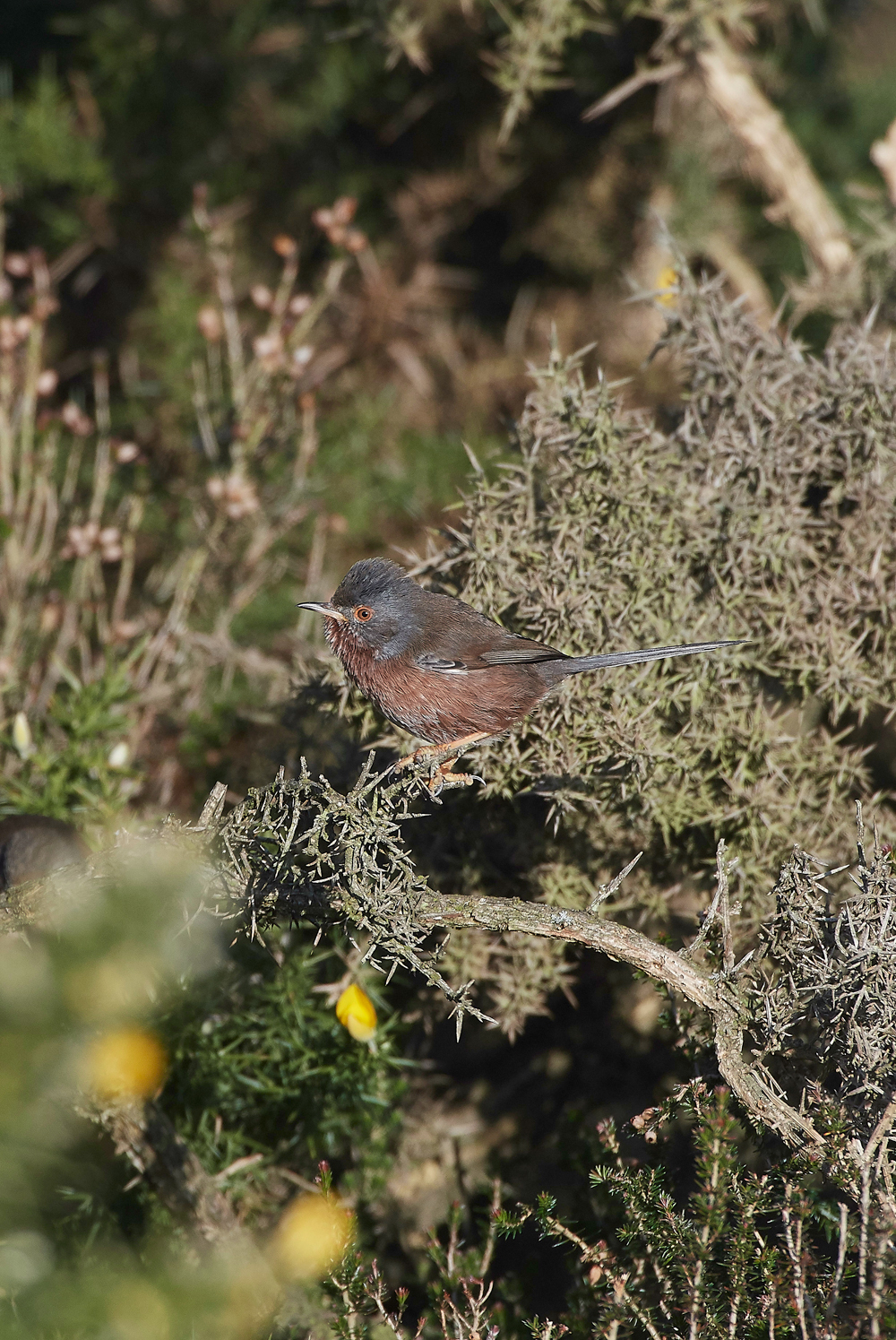 DartfordWarbler180218-4