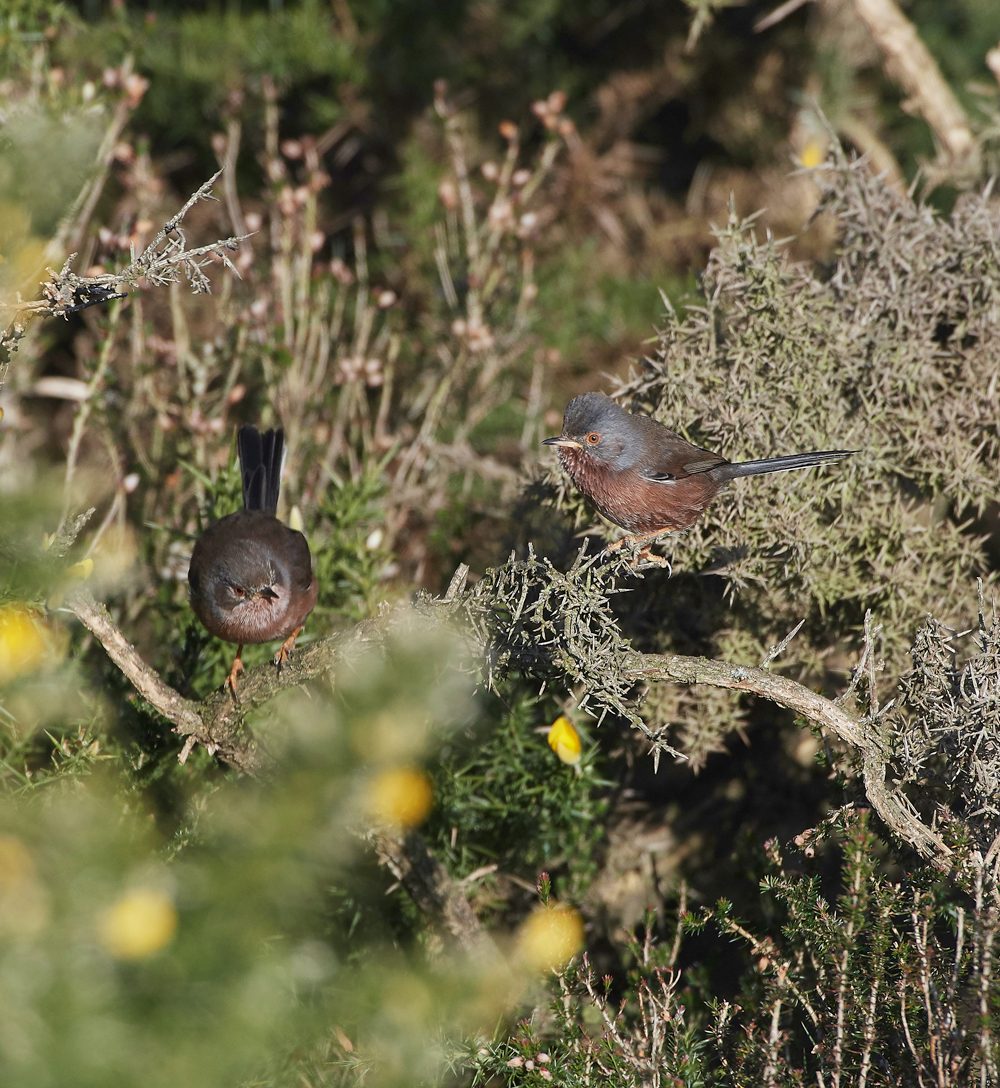 DartfordWarbler180218-5