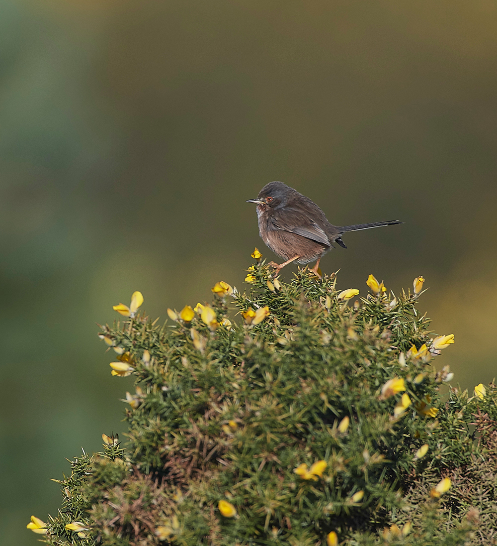 DartfordWarbler180218-6