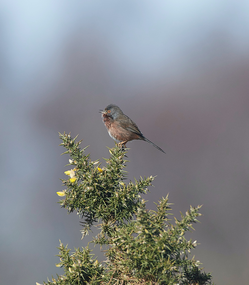 DartfordWarbler290318-1