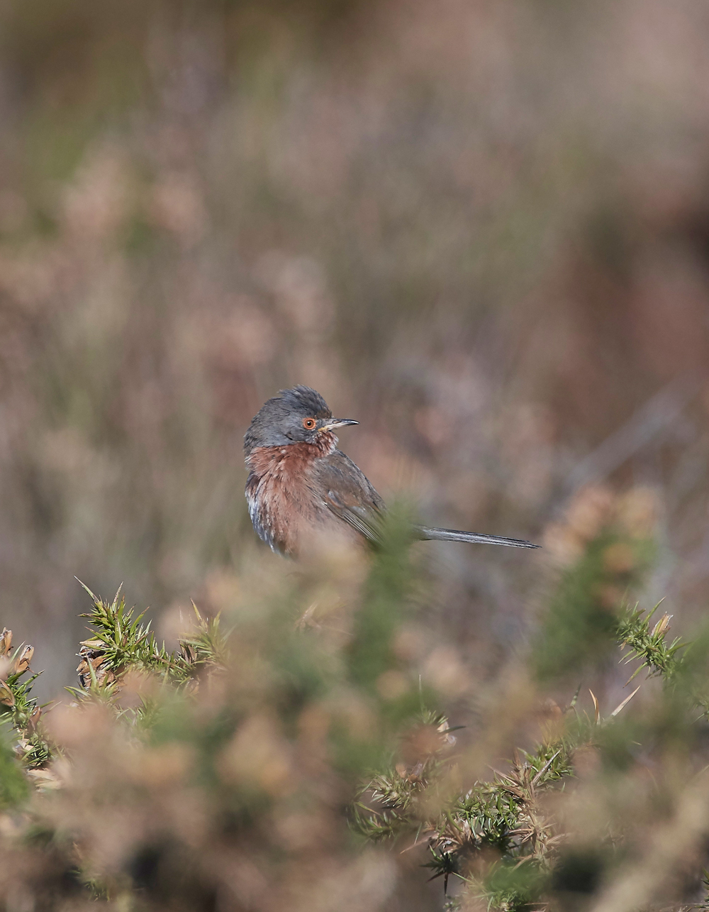 DartfordWarbler290318-2