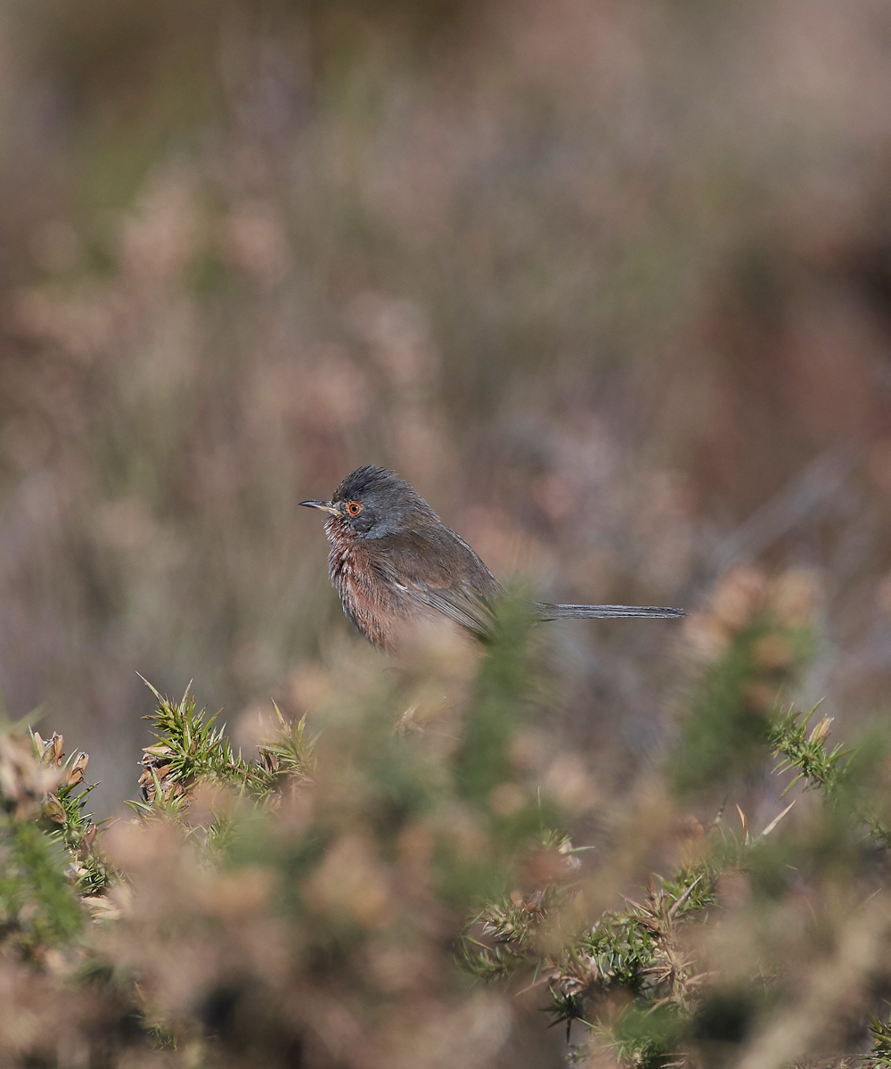 DartfordWarbler290318-3