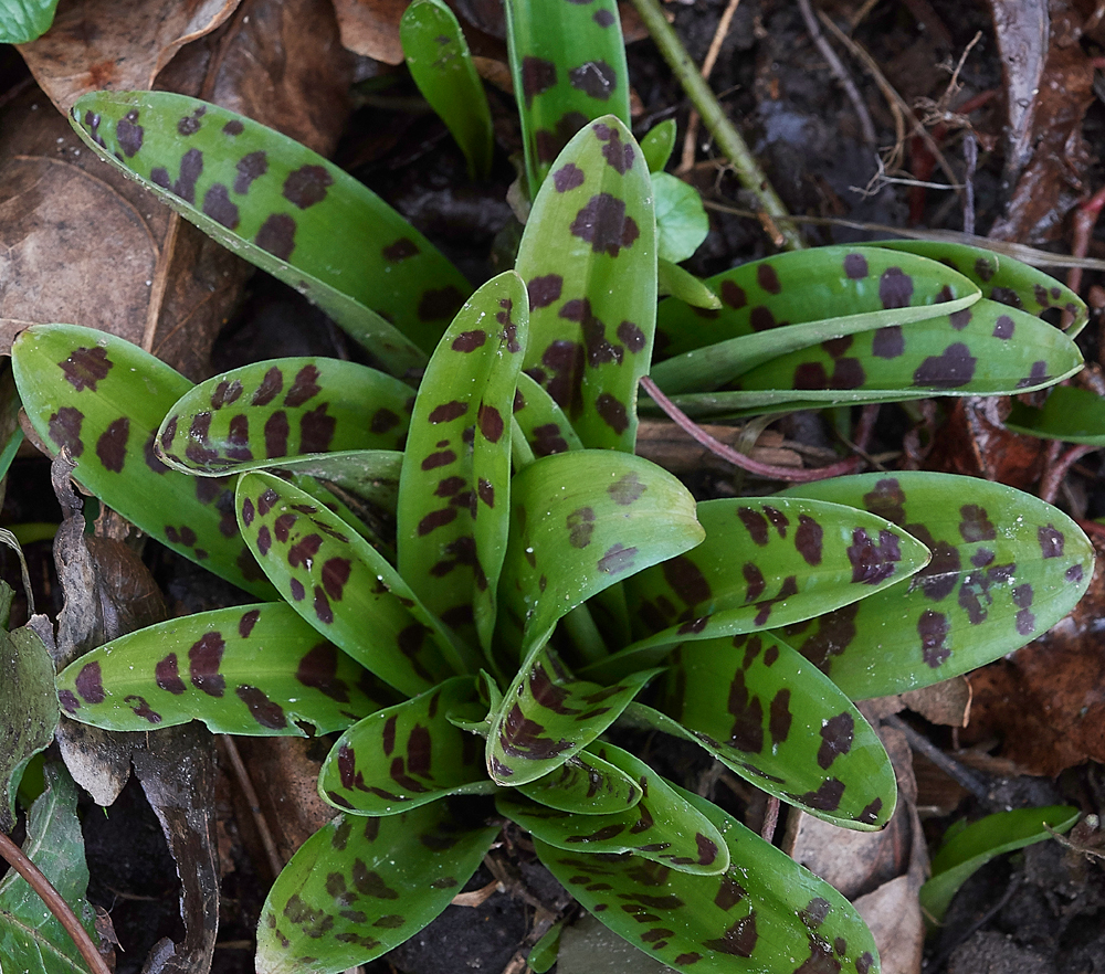 EarlyPurpleOrchid080318-1