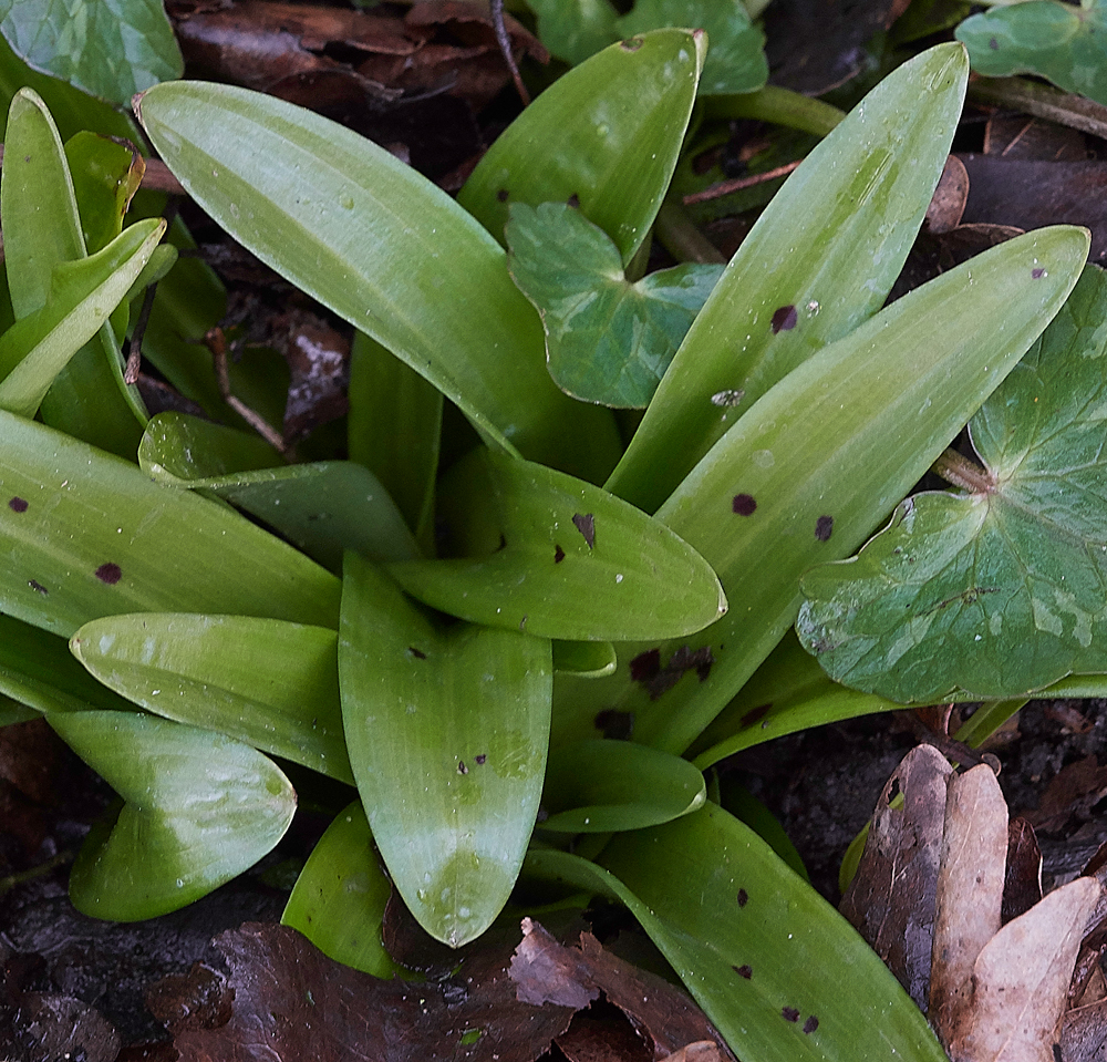 EarlyPurpleOrchid080318-2