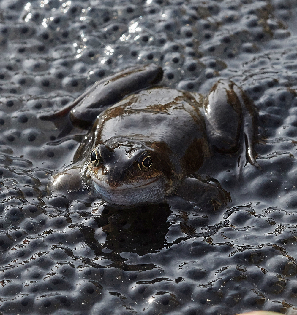 Frog140318-4