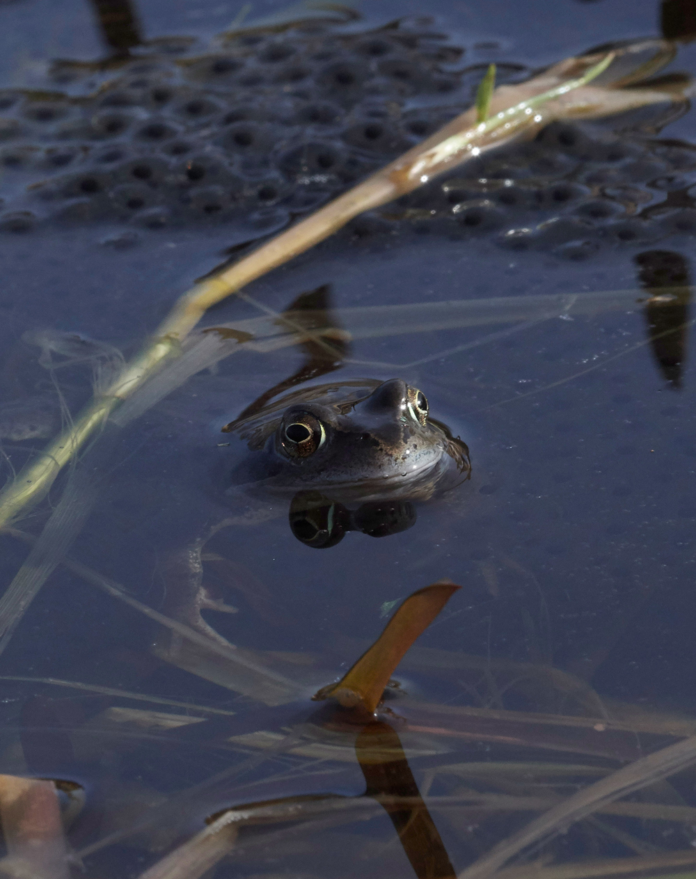 Frog140318-6