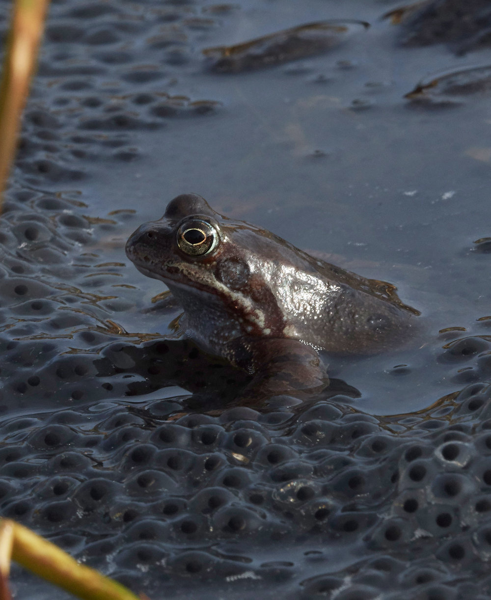 Frog140318-8