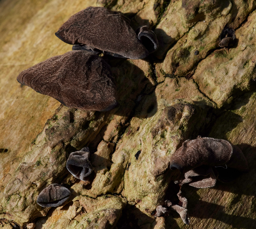 Fungi070181-3a