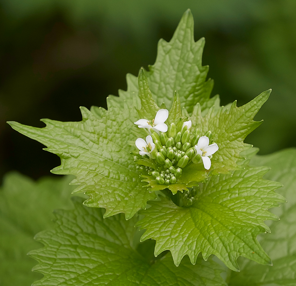 GarlicMustard260418-1