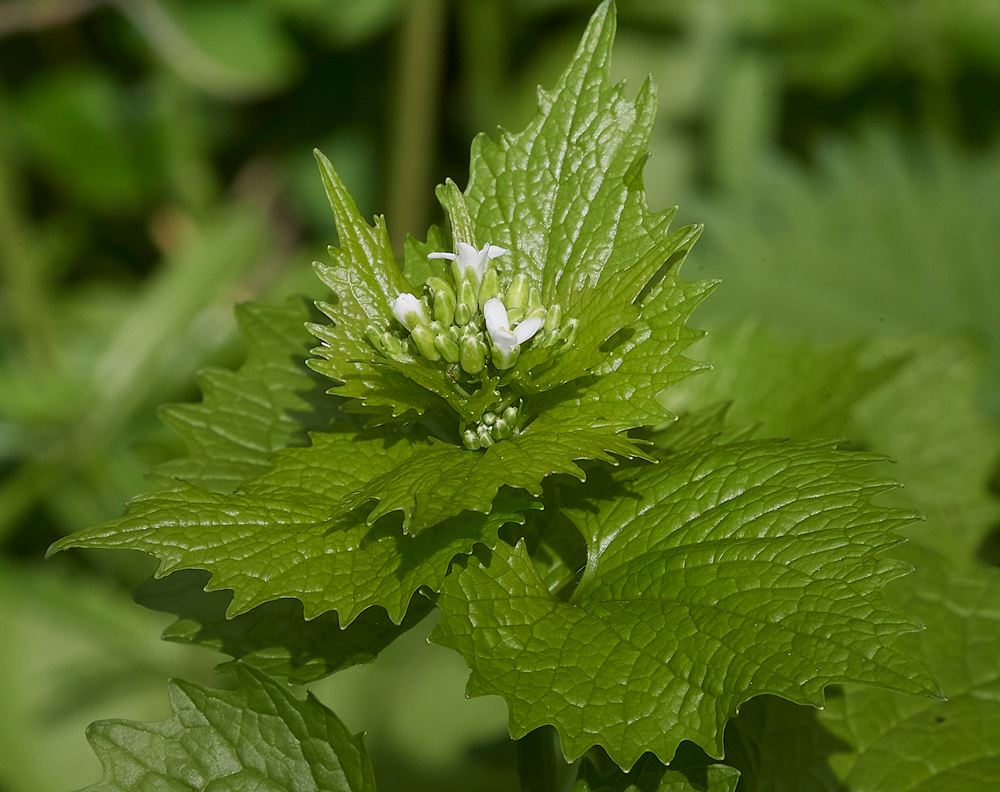 GarlicMustard260418-2