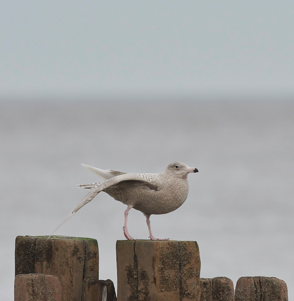 GlaucousGull270118-1