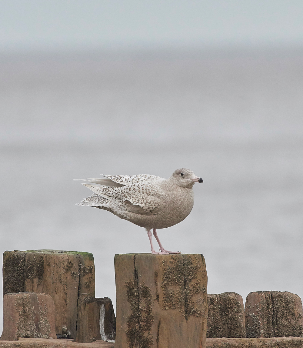 GlaucousGull270118-2