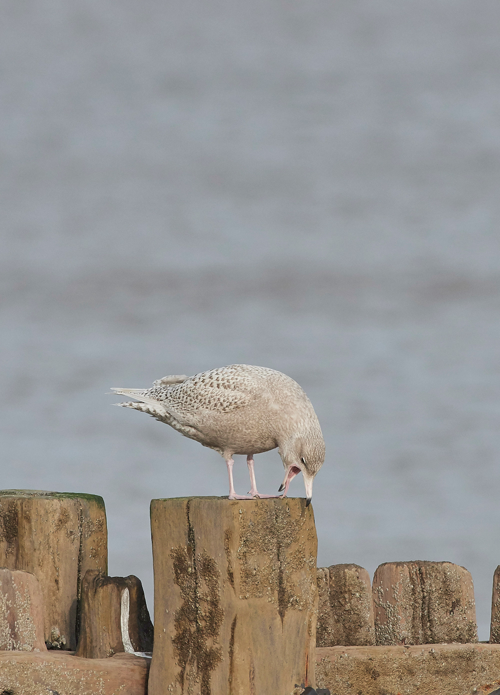 GlaucousGull270118-3