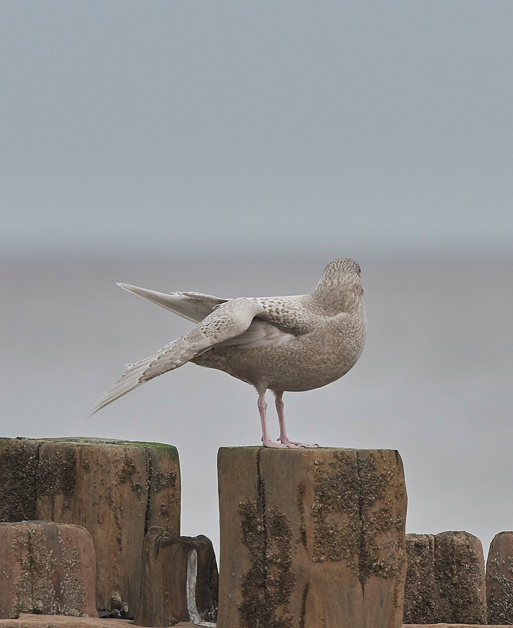 GlaucousGull270118-4