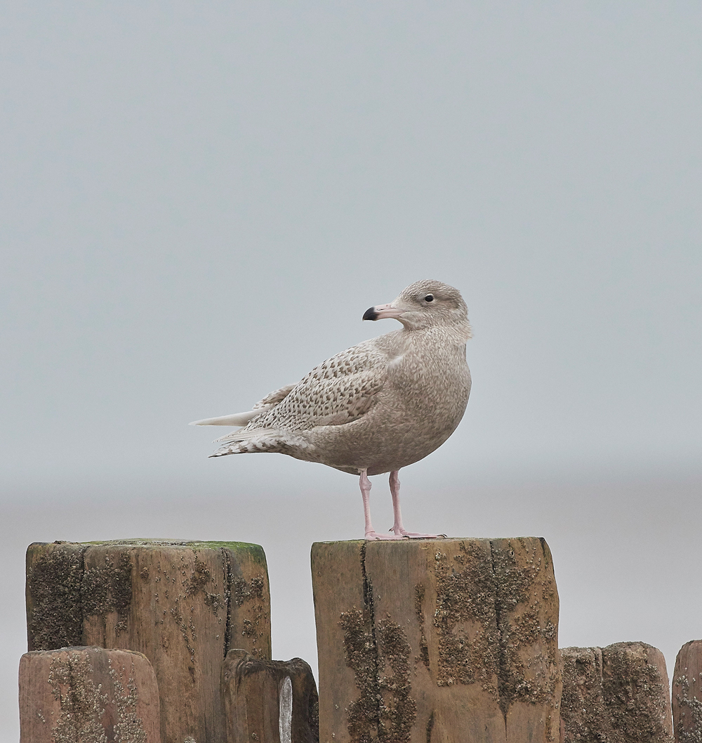 GlaucousGull270118-5