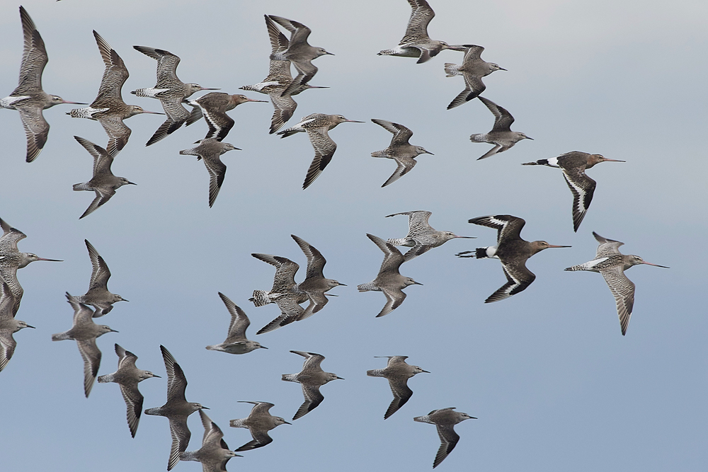 Godwit&#38;KnotCley250418-1