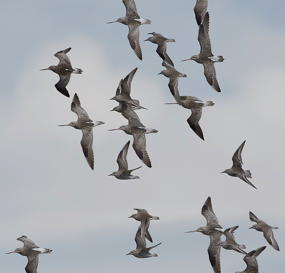 Godwit&#38;KnotCley250418-2