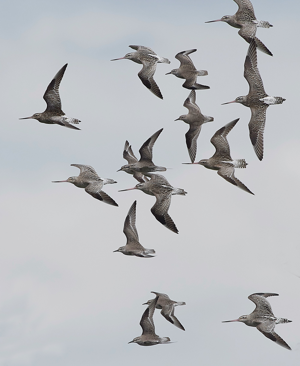 Godwit&#38;KnotCley250418-3