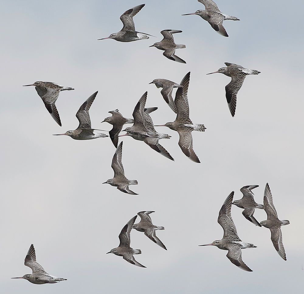 Godwit&#38;KnotCley250418-4