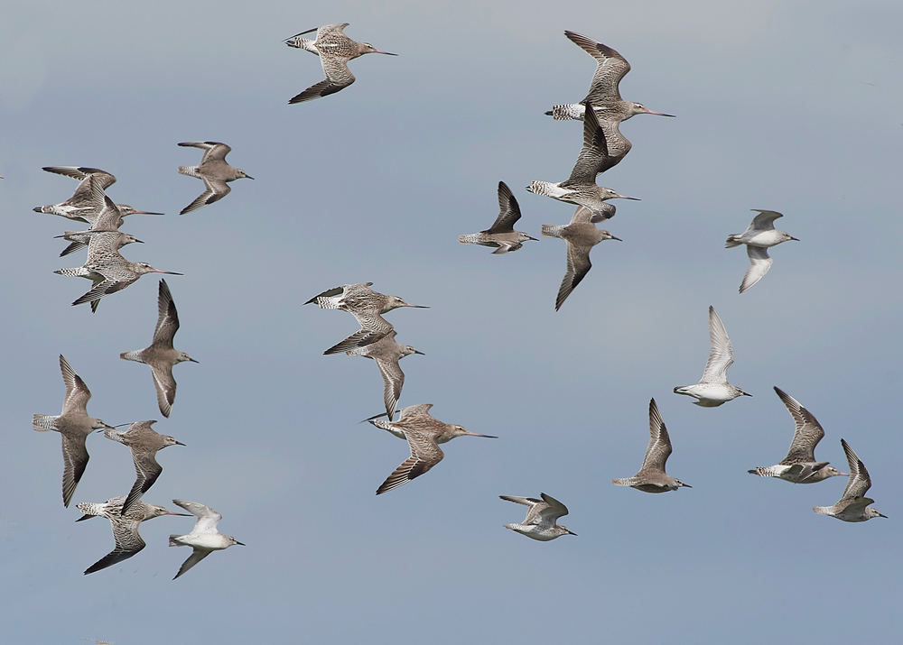 Godwit&#38;KnotCley250418-5