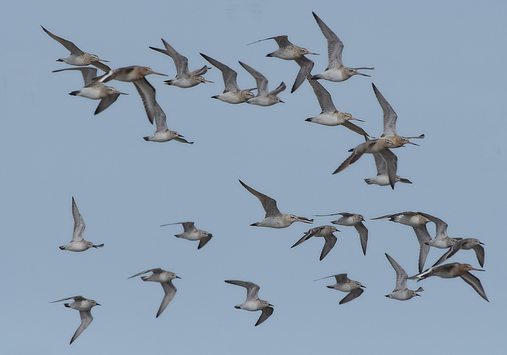 Godwit&#38;KnotCley250418-6