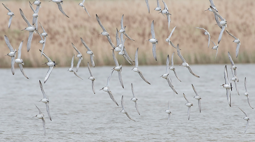 Godwit&#38;KnotCley250418-8