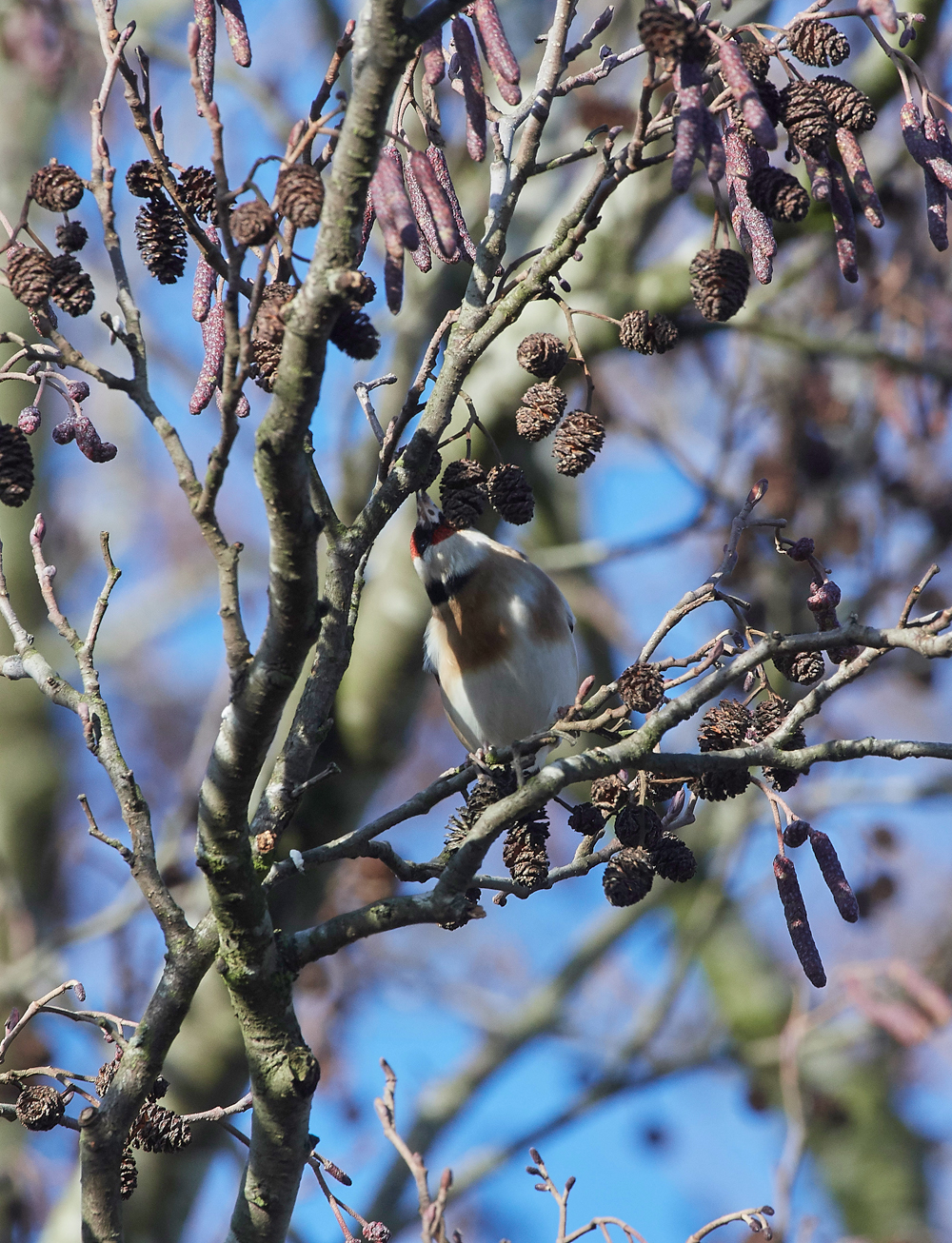 Goldfinch250118-1