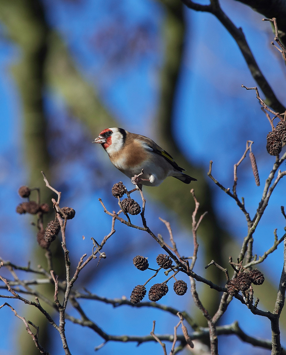 Goldfinch250118-2