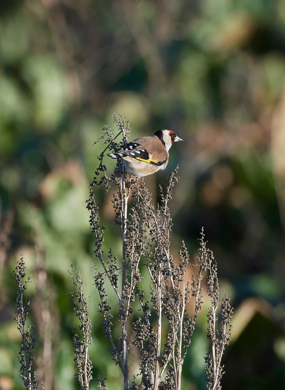 Goldfinch250118-3