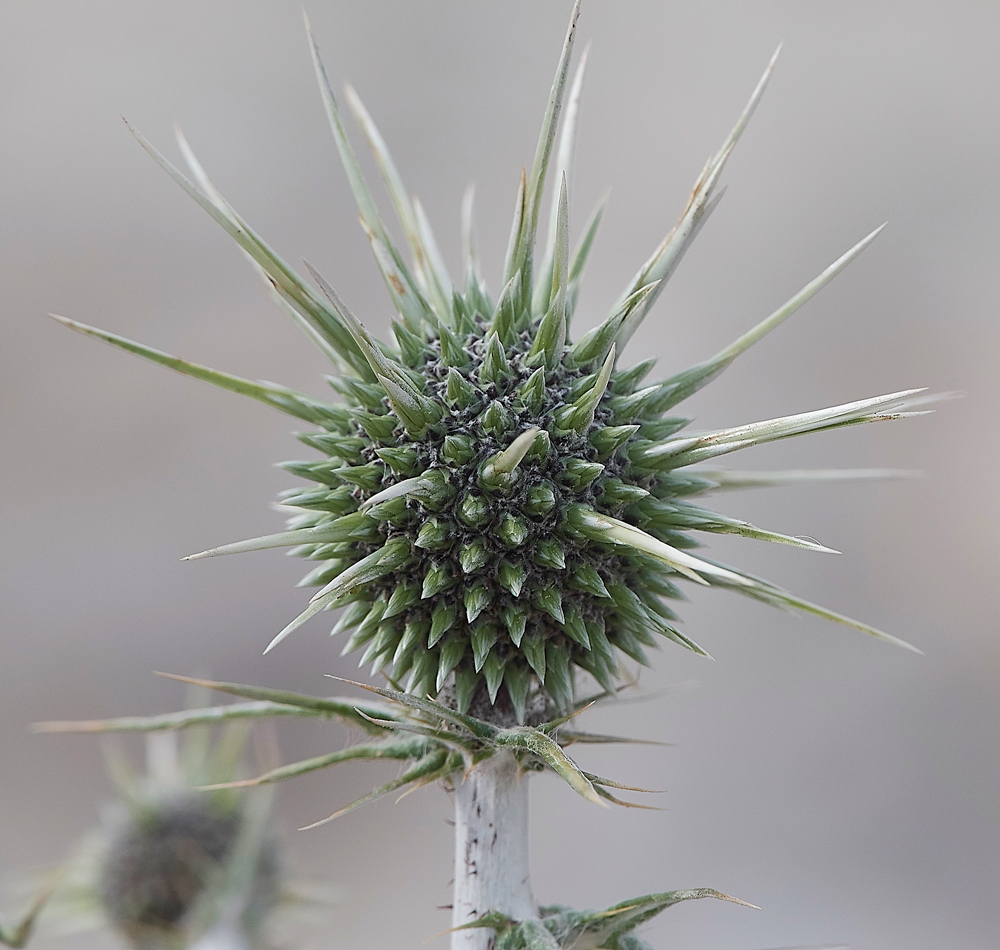 GRSpineyGlobeThistle0418-1