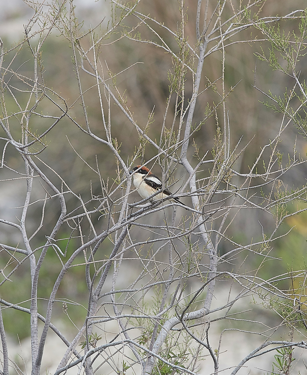 GRWoodchatShrike0418-1