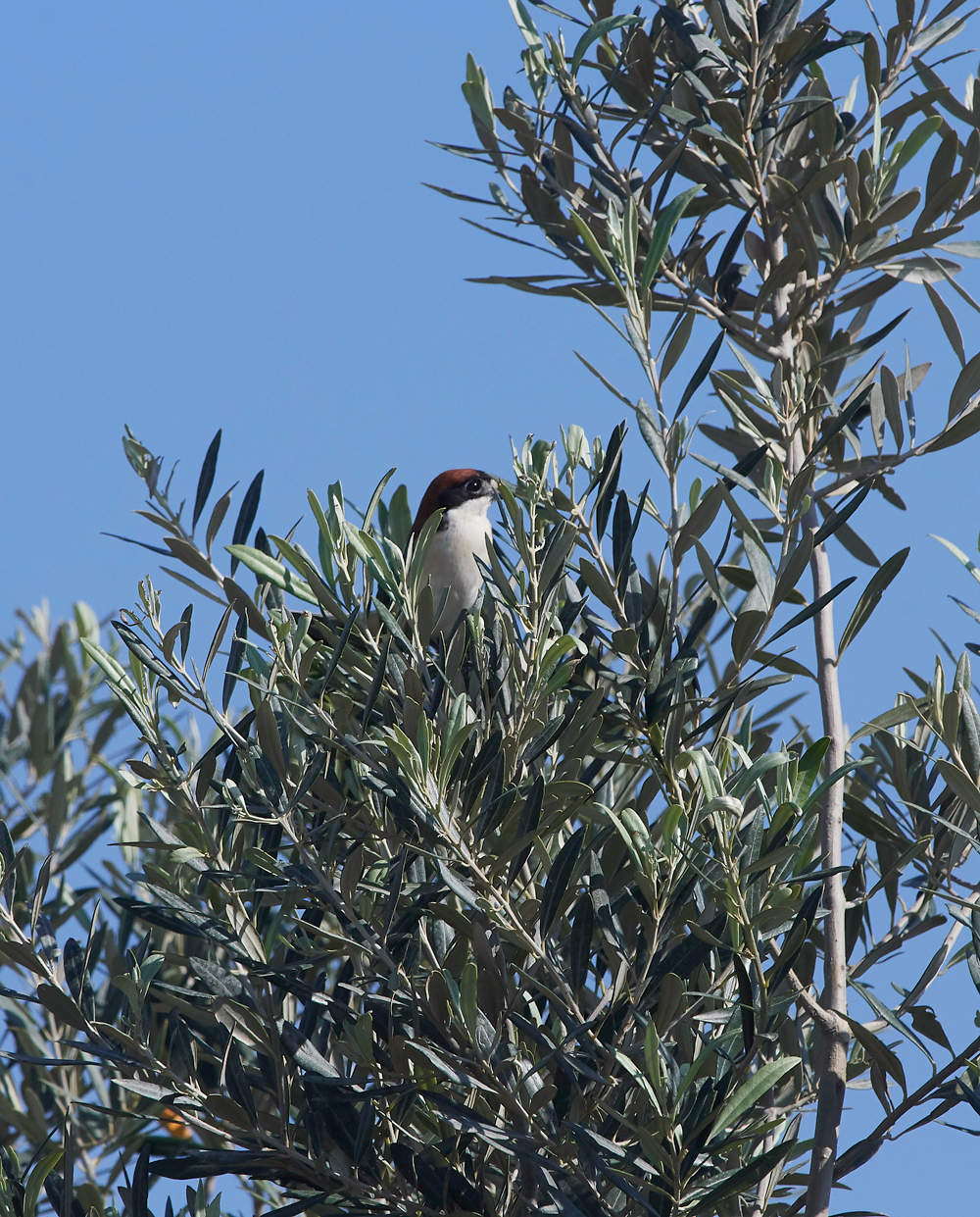 GRWoodchatShrike0418-2