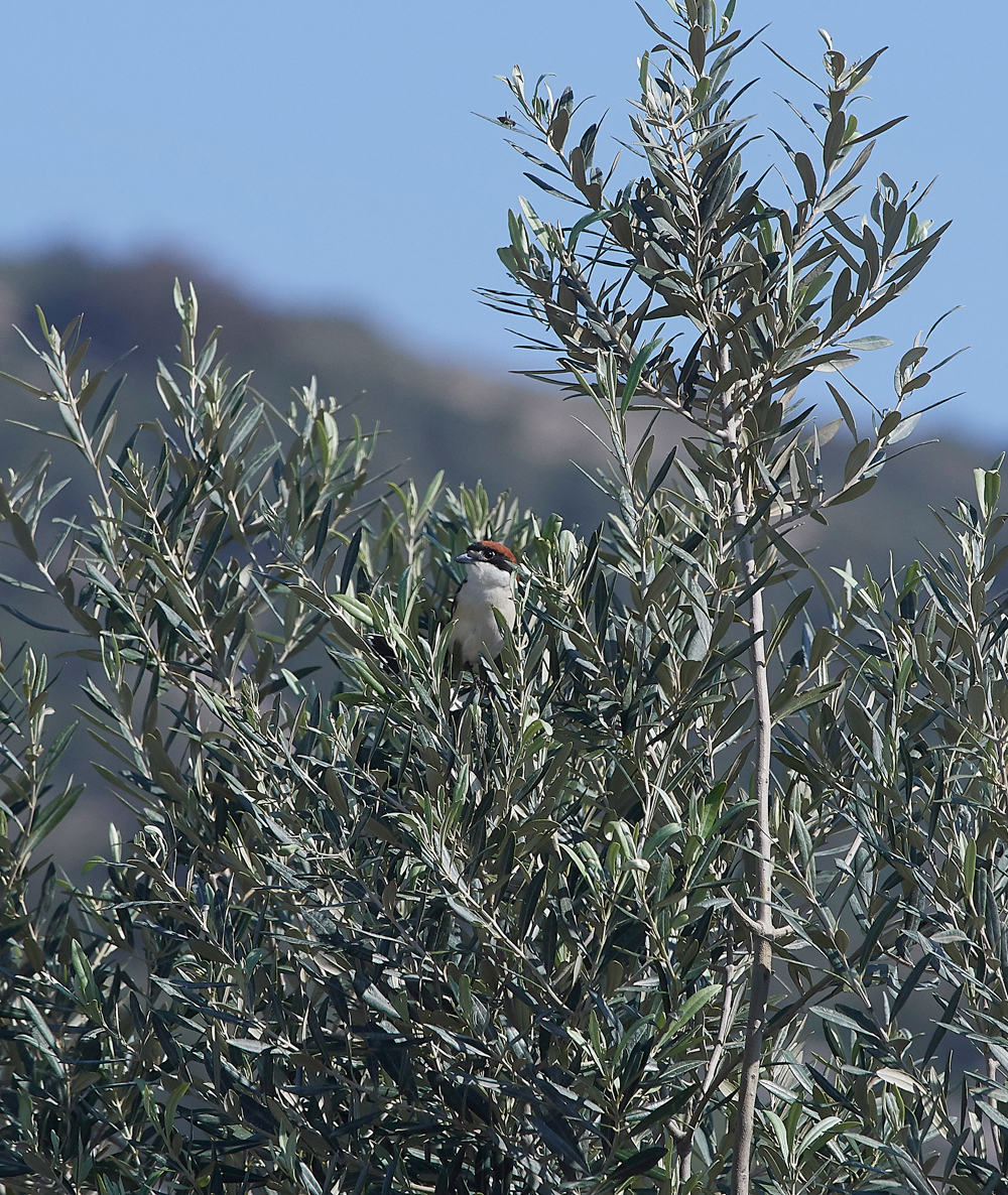 GRWoodchatShrike0418-3