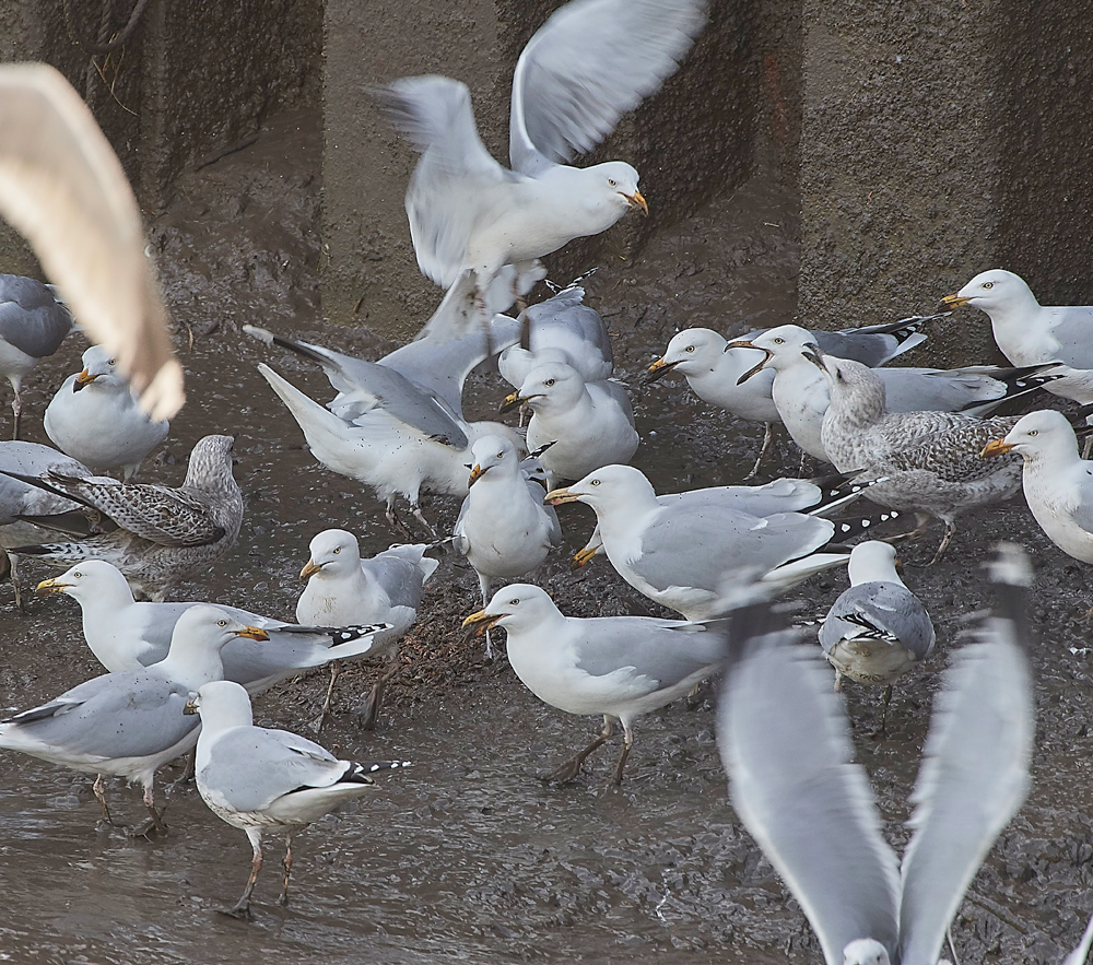 HerringGull160218-1