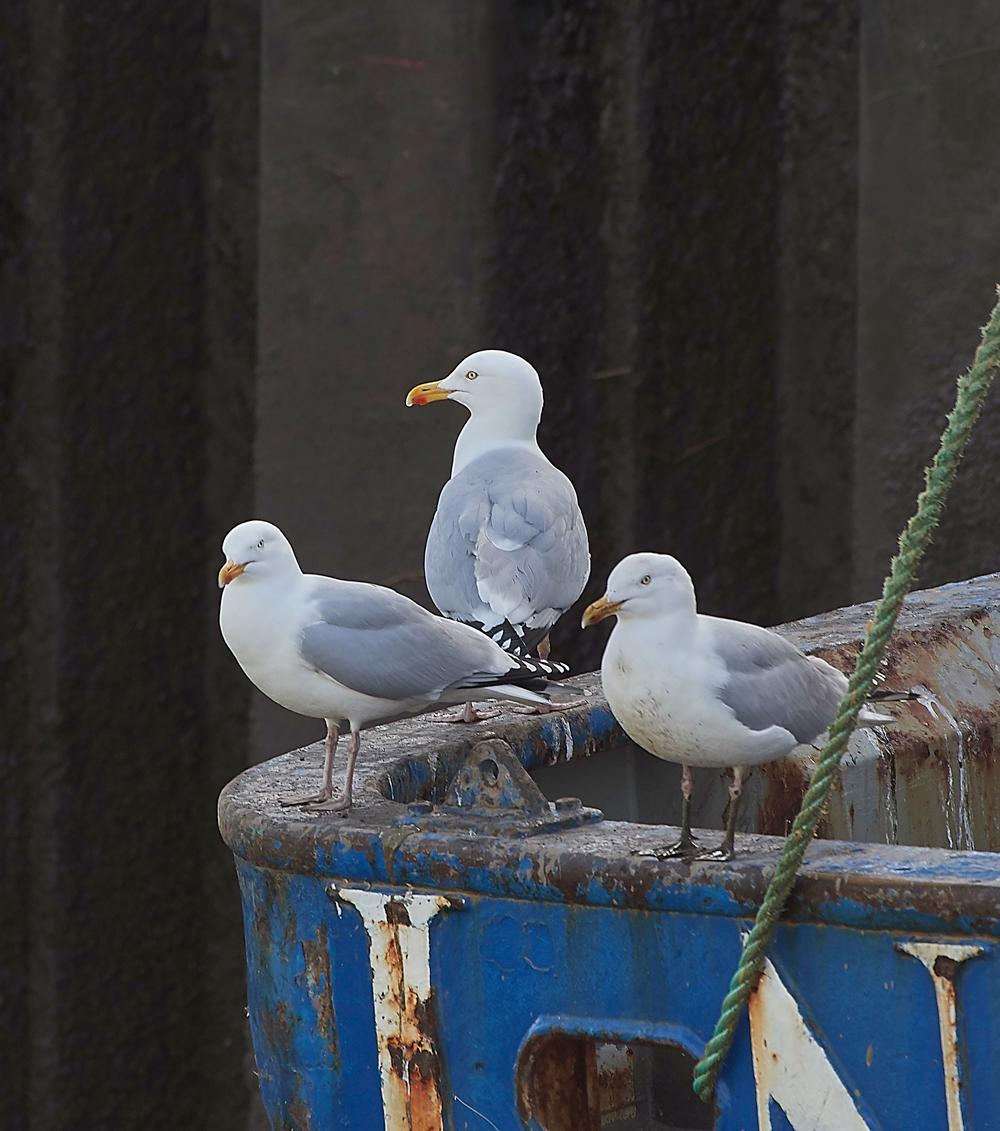 HerringGull160218-2