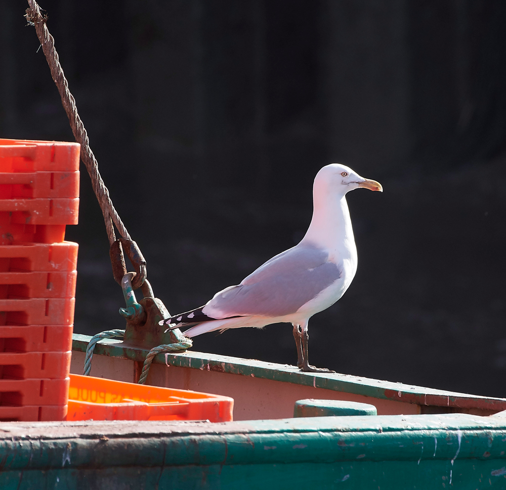 HerringGull160218-3