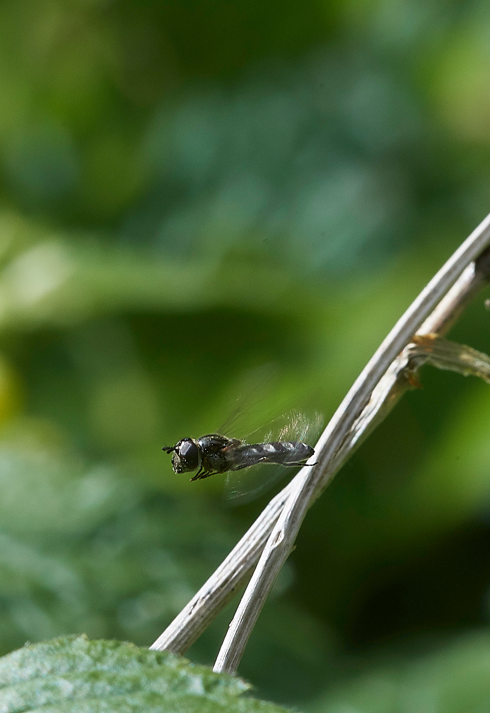 Hoverfly260418-1